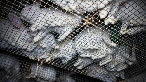 L214 porte plainte contre un élevage de lapins à Noordpeene, Auchan...