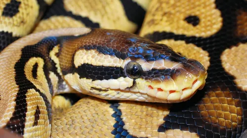 Un python s'infiltre dans les canalisations et ressort par les...