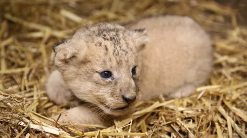  Le parc belge Pairi Daiza annonce la naissance d’un lionceau.