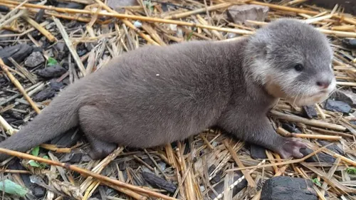 Fort-Mardyck : Bio-Topia annonce la naissance deux bébés loutres !