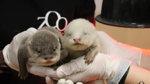Le Zoo d'Amiens vous propose de choisir les noms de ses nouvelles...
