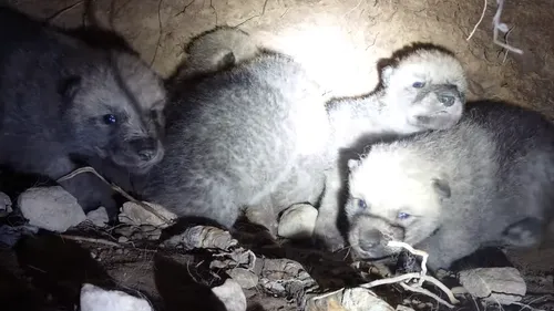 Naissance de cinq louveteaux au parc Argonne Découverte