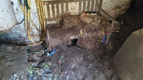 Nord : 15 chiens retrouvés affamés et seuls dans une maison insalubre