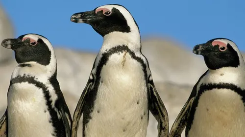 Nausicaa : deux nouvelles naissances chez les raies brunettes et...