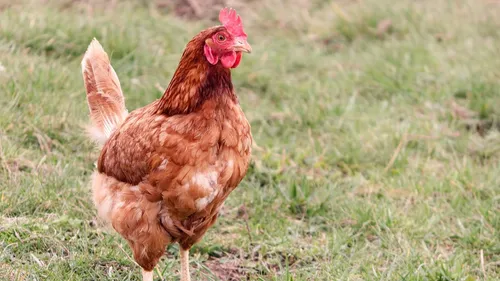 Adopte ta poule dans cette commune du Lot-et-Garonne !