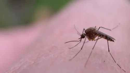 Deux départements des Hauts-de-France en vigilance au moustique tigre 