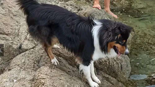 Nanouk a été retrouvé