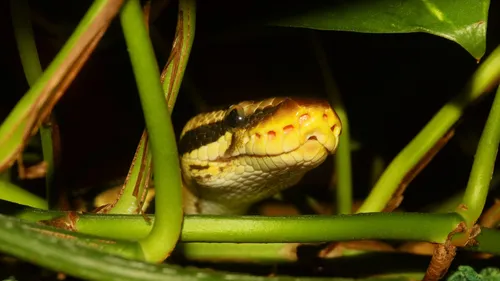 Pas-de-Calais : un python retrouvé dans le jardin d'une habitante...