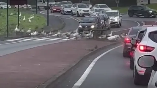 Insolite : des oies traversent tranquillement sur un passage piéton...