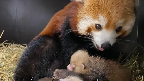 Le Zoo d'Amiens annonce la naissance de deux pandas roux
