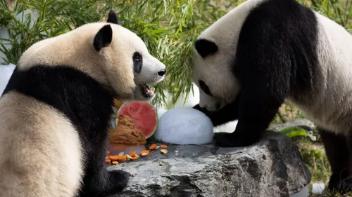 Les pandas de Pairi Daiza fêtent leurs 3 ans 