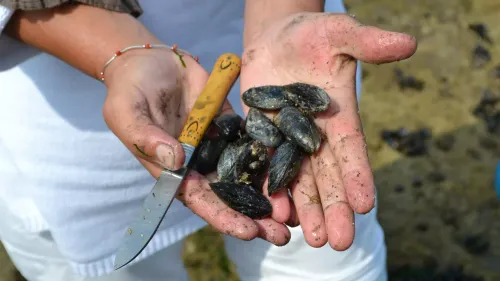 Baie d'Authie: Les coquillages impropres à la consommation