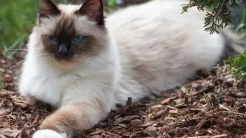 L’homme condamné pour avoir abattu le chat de ses voisins a fait appel