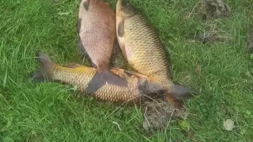 Liane: Des centaines de poissons retrouvés morts