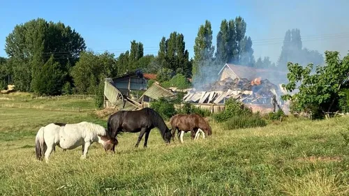 Deux poneys tués dans l'incendie de leur écurie  