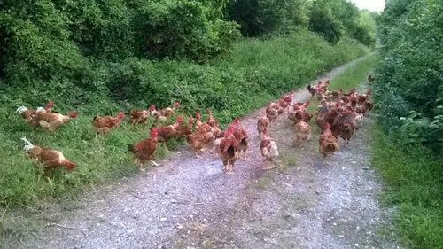 Longfossé : un camion perd son chargement, une course aux poulets...