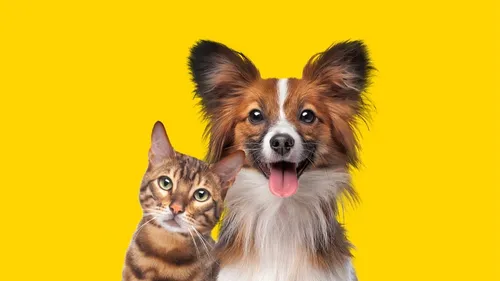 Quels prénoms donnent les Toulousains à leurs animaux ?