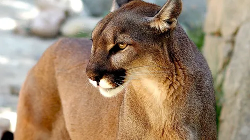 Trois bébés pumas sont nés à Pairi Daiza