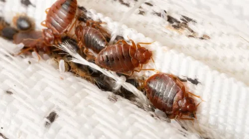 Boulogne-sur-Mer: Les urgences de l'hôpital envahies par des...