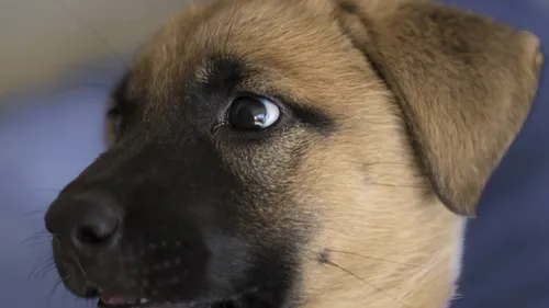 Coudekerque-Branche : un homme interpellé pour avoir frappé et jeté...