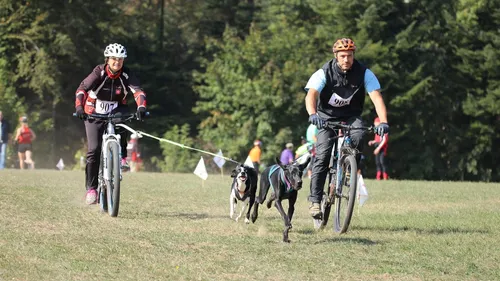 Des chiens meurent empoisonnés lors d'une course de canicross