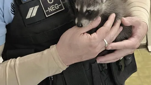 Des gendarmes sauvent des bébés ratons laveurs 