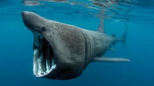 Des plongeurs face à un requin au large de Boulogne-sur-mer !