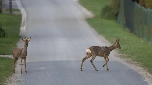 Printemps : attention aux chevreuils en état d'ébriété 