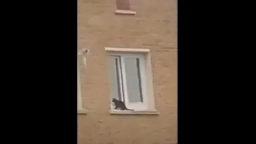 Un chaton maltraité et piégé au 5ème étage d'un immeuble