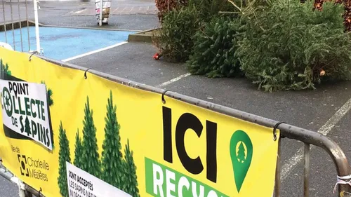 Où jeter son sapin dans les Ardennes ?