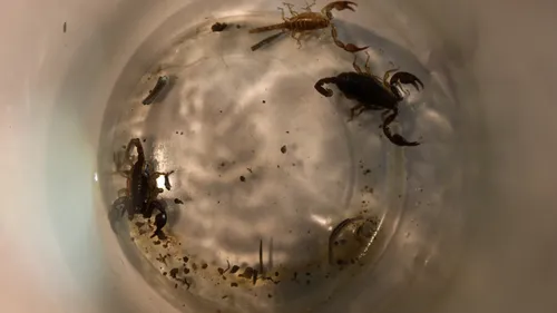 Ils trouvent des scorpions dans leur colis