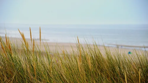 Des bus gratuits vers les plages, les MERcredis de l’été reviennent...