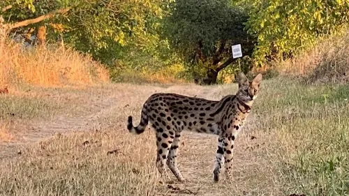 Un trafic d'animaux sauvages démantelé 