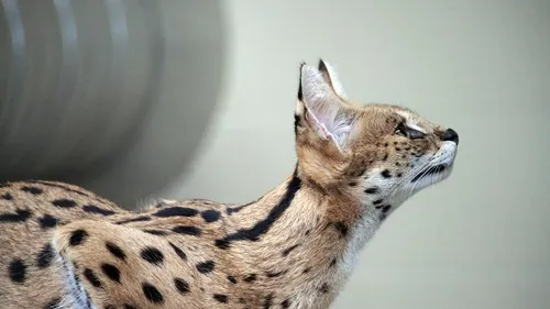 Un serval saisi dans une discothèque de Valenciennes