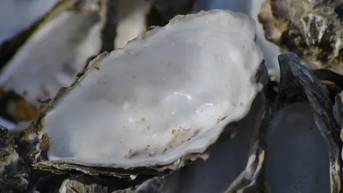 "Balance pas ta coquille", c'est jusqu'au 7 janvier
