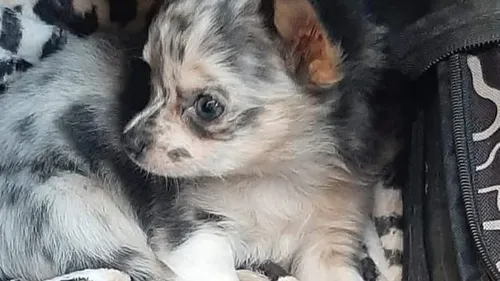 Elle est prête à tout pour retrouver son chien