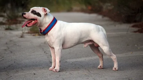 Belgique : un enfant gravement blessé après avoir été attaqué par...