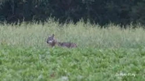 Haverskerque: Un loup se promène t'il dans le secteur? 