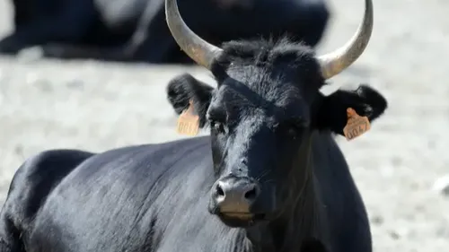 Ternois : un homme grièvement blessé, percuté par un taureau