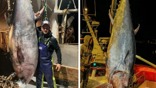 Deux énormes thons rouges de 300 kg pêchés au large de...