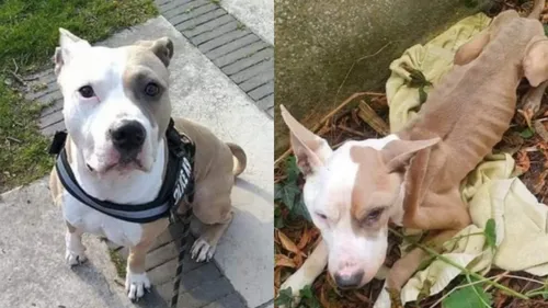 Billy-Montigny : une femme jugée pour avoir laissé son chien mourir...