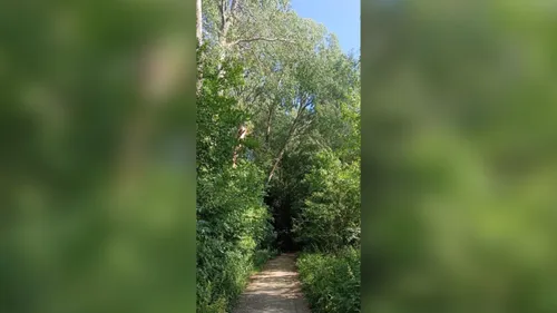 Mort tragique d'un promeneur dans l'Oise : un arbre lui est tombé...