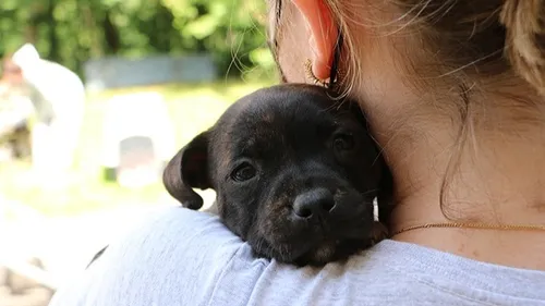 La SPA recrute des délégués-enquêteurs bénévoles dans toute la France