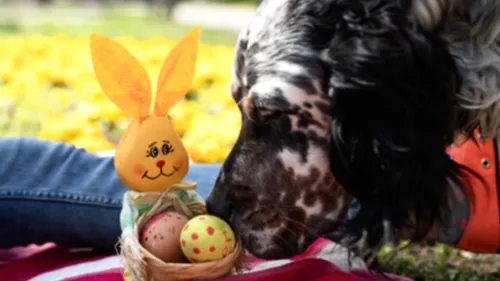 Chocolats de Pâques : attention au danger pour les chiens
