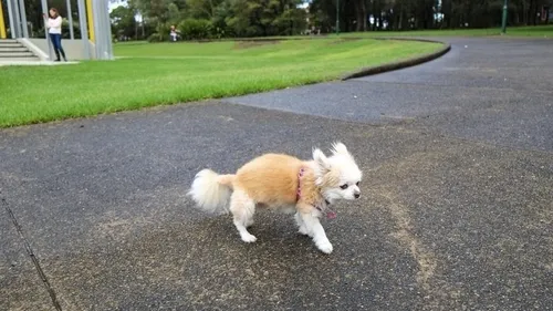 Le petit chien d'une malvoyante tué d'un violent coup de pied à...