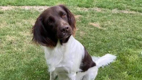 Un salon du bien-être dédié aux animaux.