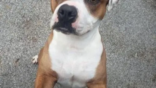 Portes ouvertes au Refuge de Reims.