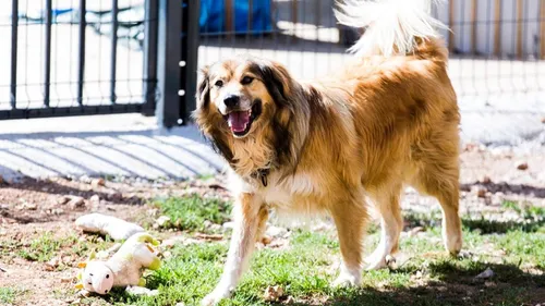 Un salon consacré au bien-être animal