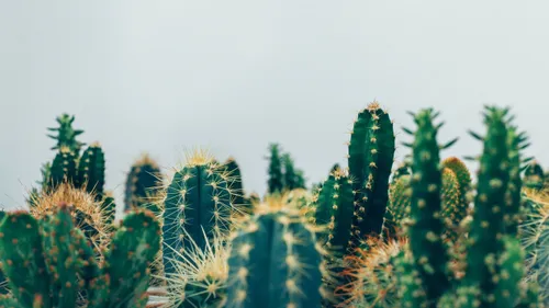 Deux grandes ventes de plantes organisées à Lille ce week-end