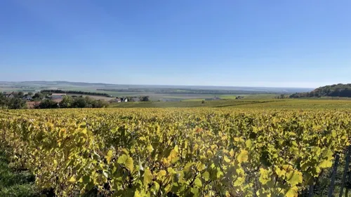 Des vendanges toujours plus précoces 